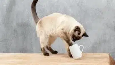 Kediler neden eşyaları düşürür, neden pati atar? Kedi patileri, av içgüdüsü ve dikkat çekme davranışı ne anlama geliyor?