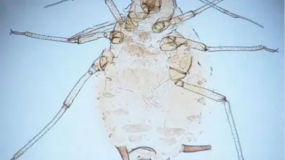 Kaz Dağları’nda Bilim Dünyasını Heyecanlandıran Yeni Tür!