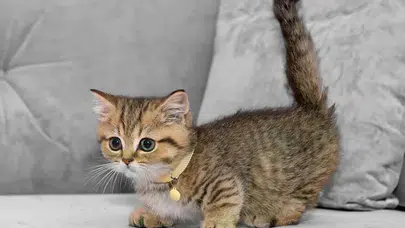 Kedilerdeki Kanser İnsanlara Işık Tutabilir