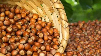 Serbest Piyasada Fındık Hareketlendi: Ordu ve Giresun’da Dikkat Çeken Artış