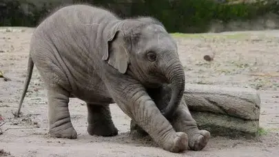 Kahve Falında Fil Görmek Nedir, Ne Anlama Gelir? Falda Fil, Fil Yavrusu ve Fincan ya da Tabakta Görülen Fil Nasıl Yorumlanır?