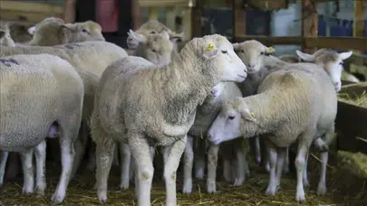 Kırsalda küçükbaş hayvancılığa dev destek: 95 dişi 5 erkek hayvan verilecek!