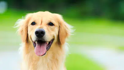 Rüyada insanın köpeğe dönüşmesi ne demek? Dini, psikolojik ve genel yorumu