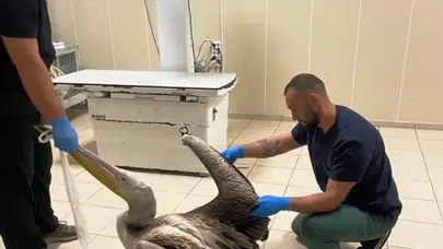 Yaralı Bulundular, Özgürlüğe Kanat Açtılar