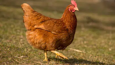 Süleymancılar Hakkındaki “Tavuk Yemezler” İddiasının Perde Arkası Açığa Çıktı