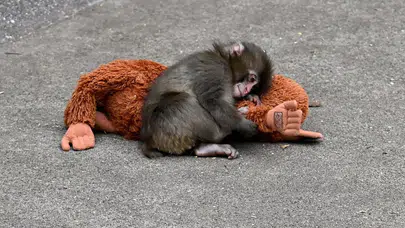 Dünya onu peluşla tanıdı: Peluşuna sarılan yavru makak büyüdü!