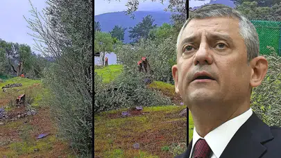 Zeytinlik Arazide Ağaç Kesimi! İlçe Başkanı Hakkında İşlem Başlatıldı