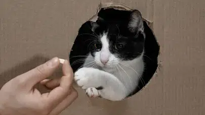 Kedilerin beyni nasıl çalışıyor, nasıl görüyorlar, düşünebilirler mi, sağlak mı solak mı olduklarını nasıl anlarım?