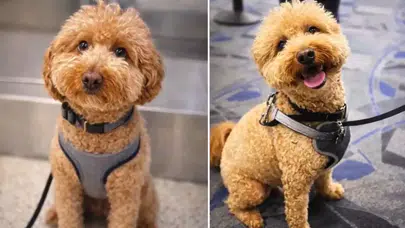 Terminalde Yalnız Kalan Minik Köpek! Las Vegas’ta Yürek Burkan Olay