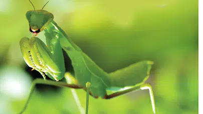 Bir Anda Ortaya Çıkıyor… Peygamber Devesinin Eve Geliş Nedeni Duyunca Şoke Olacaksınız
