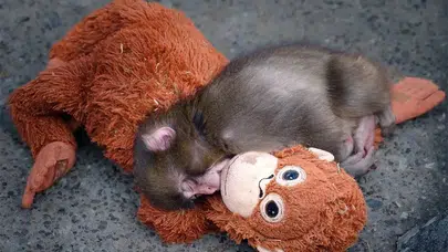 Küçük Bir Maymun, Büyük Bir Vicdan Sınavı: Punch Olayı Gündemi Sarstı