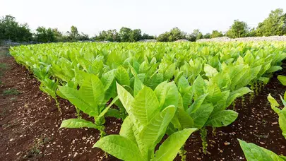 Maraş otu orucu bozar, Kullanılması durumunda sağlığa da zarar veriri