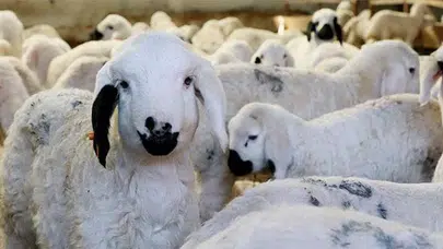 2 Yıl Ödemesiz Şok Detay: 150 Bin Hayvanlık Dev Projede Önemli Detaylar!