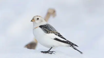 Kar kirazı kuşu fotoğrafları viral oldu! İşte gerçek