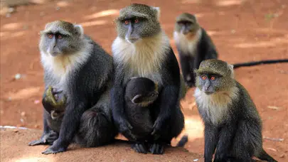 Zayıflığın en sert benzetmesi: Türkçedeki o çarpıcı deyim