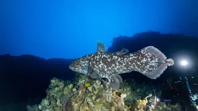 DİNAZOR BALIĞI NEDİR? Latimeria nasıl bir balık, neden “yaşayan fosil” deniyor ve nerede görüntülendi?