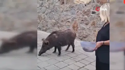 Kapısına kadar geldi, elleriyle besledi! Safiye Soyman korkusuz çıktı