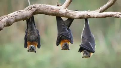 YARASALARIN İLGİNÇ ÖZELLİKLERİ NELER? Biyolojileri ve doğadaki görevleri