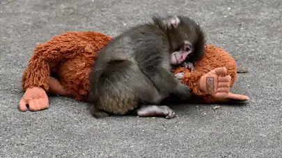 İnternet fenomeni Punch hakkında şok iddia! Gerçek ne çıktı?