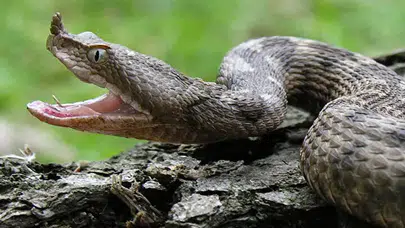 ŞANLIURFA’DA HANGI YILAN TÜRLERI YAŞIYOR? Boz Yılan, Kara Yılan, Çizgili Yılan, Çöl Yılanı ve Engerek Yılanı Zehirli mi?