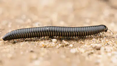 RÜYADA KIRKAYAK GÖRMEK NE DEMEK? Rüyada sarı, siyah, saçında kırkayak görmek ve kırkayak sokması ne anlama gelir?