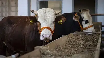 2026 kurbanlık fiyatları ne kadar, büyükbaş küçükbaş canlı kilo fiyatı kaç TL?