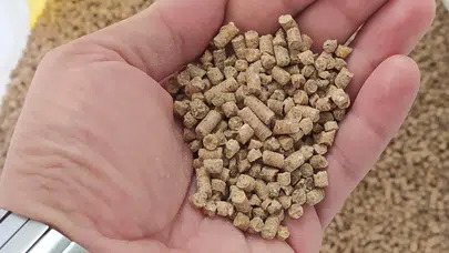 Civcivlerin ilk haftasında yapılan yem tercihi fark yarattı