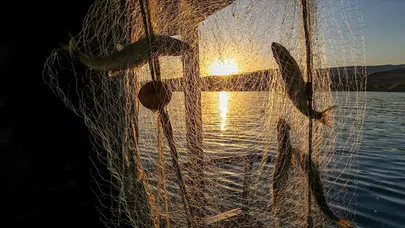 Av Sezonu Kapanıyor: Hamsi ve Palamut Tezgahlarında Son Gün Yoğun Geçiyor!