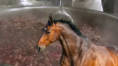 CHP’li Mersin Belediyesinde aşevi skandalı, at etli kavurma! İçinden yarış atı çipi çıktı