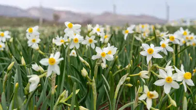Gerger’de Baharın Habercisi Nergisler Görsel Şölen Oluşturdu!