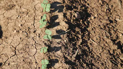 Miras kavgasında yükselen tek cümle: Gözünü toprak doyursun