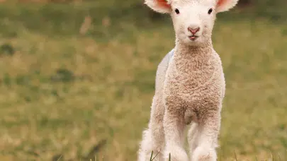 KUZULAR NİYE DİŞ GICIRDATIYOR? Küçükbaş hayvanlarda diş gıcırdatma hangi hastalıkların habercisidir ve nasıl tedavi edilir?