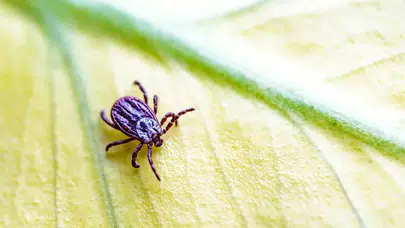 BÖCEĞİN KENE OLDUĞUNU NASIL ANLARIZ? Kene Belirtileri, Görünümü ve Yapılması Gerekenler