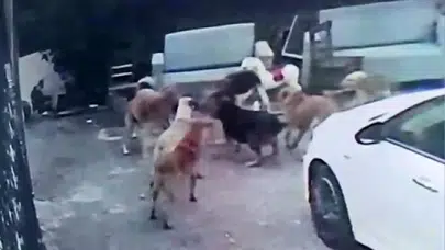 Adana’da Köpek Sürüsü Vahşeti: 8 Köpek Gebe Kediyi Bahçede Parçaladı!