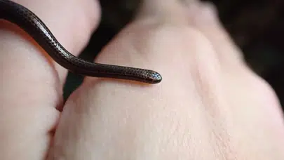 EN KÜÇÜK  YILAN HANGİSİ! Nerede ve hangi ülkede?