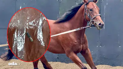 SMART LATCH SKANDALI NEDİR? Yarış atı aşevine nasıl ulaştı, atın sahibi ne dedi, Tarım ve Orman Bakanlığı ne yaptı?