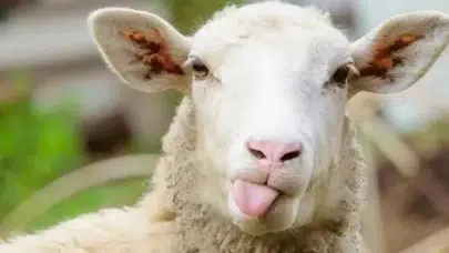 KURBAN BAYRAMI NE ZAMAN 2026! Kaç gün kaldı, tatil kaç gün sürecek, 9 gün tatil olacak mı?