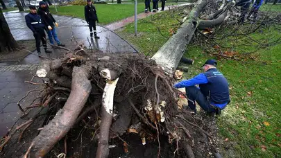 Rüyada ağacın devrilmesi hayatın dönüm noktalarına işaret edebilir!