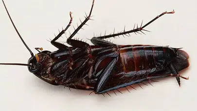 KARA FATMA NEDEN GELİR? Kara fatma böceği nedir, zararları nelerdir ve nasıl yok edilir?