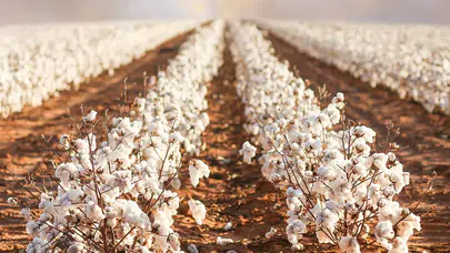 ŞANLIURFA PAMUK FİYATLARI NE KADAR OLDU 2026? Kilogram fiyatı kaç TL?