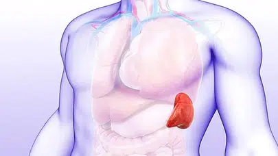 Dalak ağrısı yaşayanlar dikkat: Uzmanlar bu belirtilere karşı uyardı!