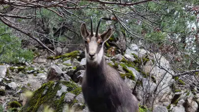 Gümüşhane’de Çengel Boynuzlu Yaban Keçileri Dronla Görüntülendi!