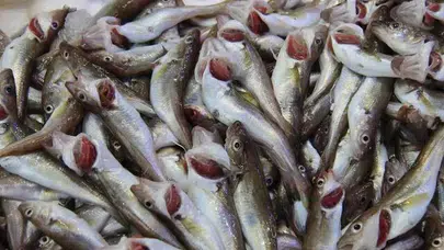 Evde restoran lezzeti yakalamanın sırrı mezgitte saklı!