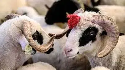 Kurbanlık Pazarlarında Bayram Öncesi Son Hazırlıklar