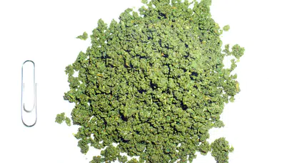 NAS OTU NEDİR! Türkiye’de Neden Yasaklandı, Nasvar Zararlı mı, Kanser Yapar mı, Uyuşturucu mu?