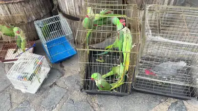 İstanbul’da Papağan Operasyonu! Belgeleri Yoktu, Hepsine El Konuldu