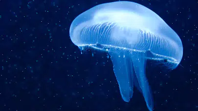 DÜNYANIN EN KÜÇÜK DENİZANASI! Nerede, hangi ülkede?