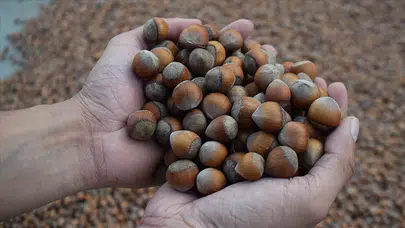 GÜNCEL FINDIK FİYATLARI 4 MART 2026! Serbest Piyasada İl İl Fındık Fiyat Listesi? (Giresun, Ordu, Trabzon)