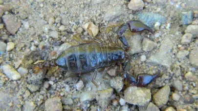 İstanbul Ormanlarında Bilim İnsanlarını Şaşırtan Küçük Avcı