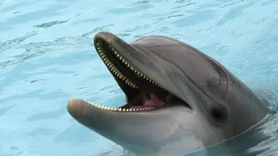 Yunuslar Hakkında İlginç Bilgiler Neler? Yunusların Özellikleri, Davranışları ve Bilinmeyen Gerçekleri